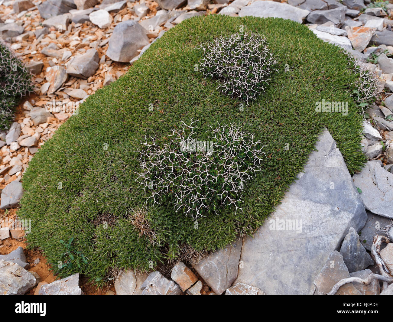 Buisson d'épineux, Grec, de l'euphorbe ésule thorn plante coussin, Thorn, arbuste, Euphorbia acanthothamnos, flore, montagnes, la flore de montagne, Gr Banque D'Images