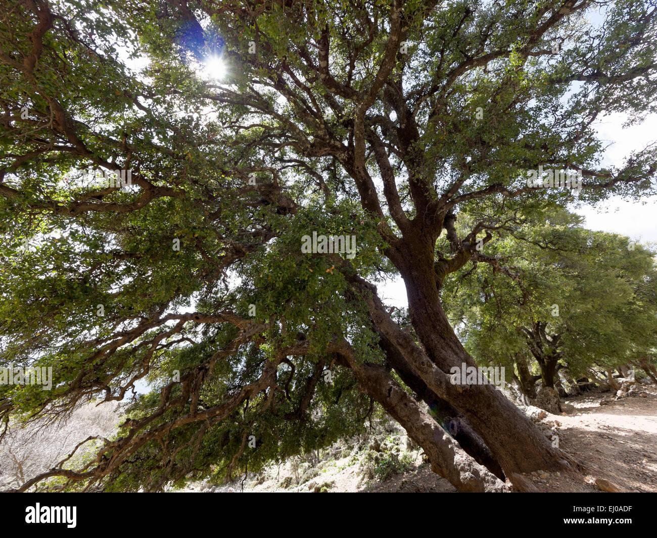 Géant de l'arbre, le chêne, le grove, chêne kermès, Crète, arbre à feuillage, bois dur, Psiloritis, Quercus coccifera, sun Banque D'Images