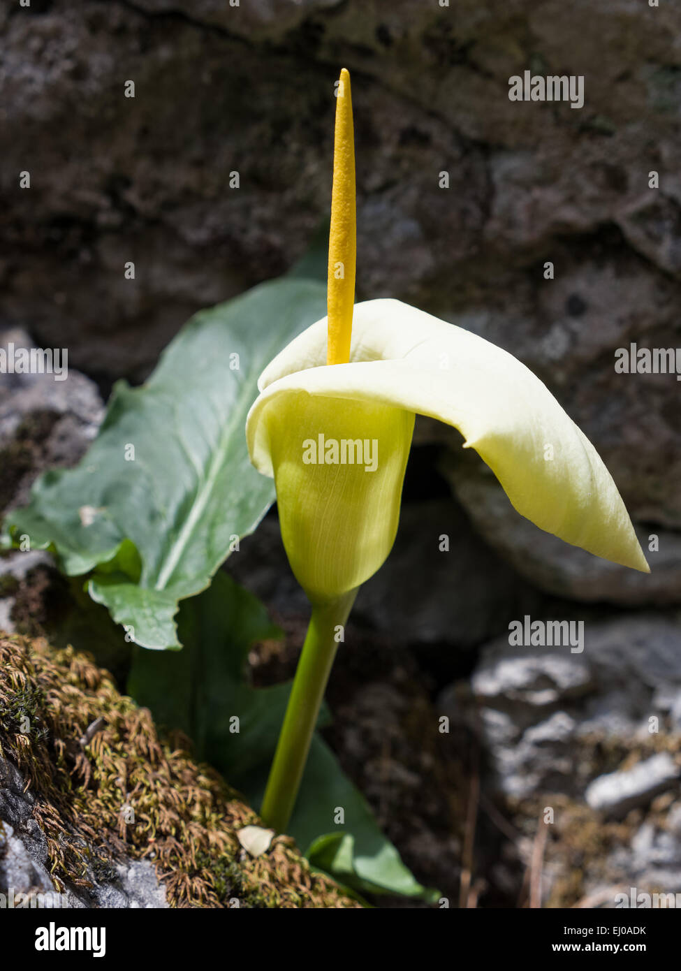 Araceae arum Arum creticum,,, s'épanouir, s'épanouir, fleur piston, usine, monocotylédones, flore, jaune, piston, Kretischer arum, pl Banque D'Images