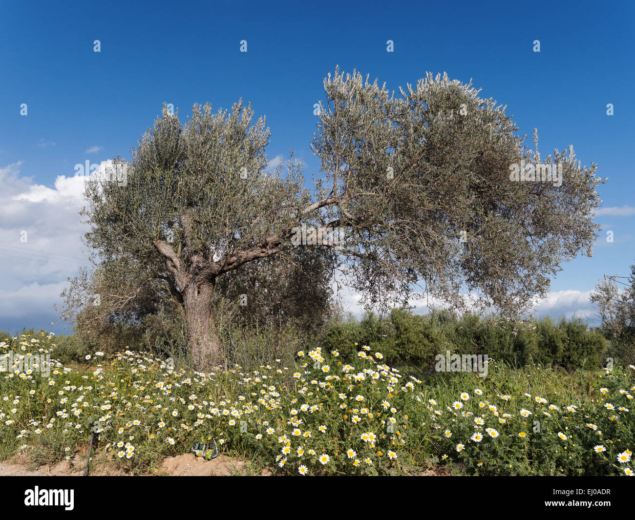 Glebionis coronaria, arbre, Grèce, Europe, Komposite, Crète, Marguerite de la Couronne, le feuillage arbre, marguerite, niveau de Mesara, Olea europ Banque D'Images