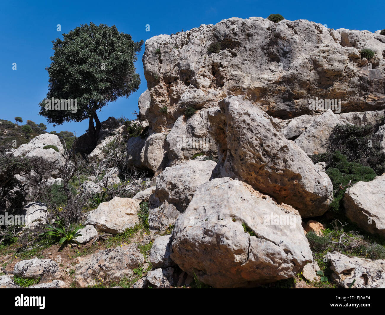 Arbre, Ceratonia siliqua, Boulder, rock, falaise, Heath, rock paysages, Grèce, Europe, caroubier, Crète, paysage, paysage, foliag Banque D'Images