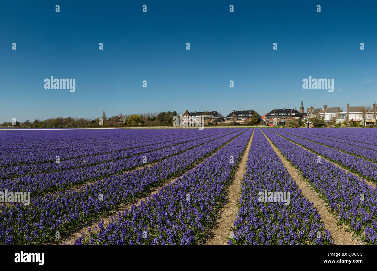 Messingen, Pays-Bas, Hollande, Europe, paysage, fleurs, printemps, champ, terrain, ampoule basse consommation, de jacinthe Banque D'Images