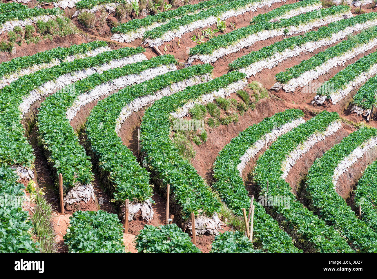Ferme de fraises sur la haute montagne en Thaïlande. Banque D'Images