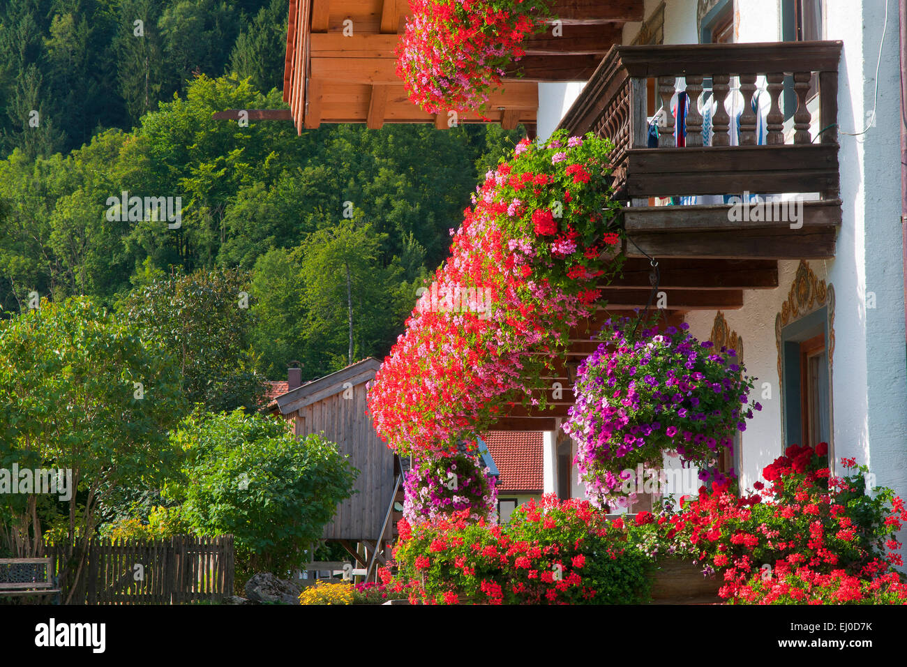 L'Europe, Allemagne, Berlin, Chiemgau, Bergen, fleurs, décoration florale, balcon, géraniums, géraniums rouges, farmhou Banque D'Images