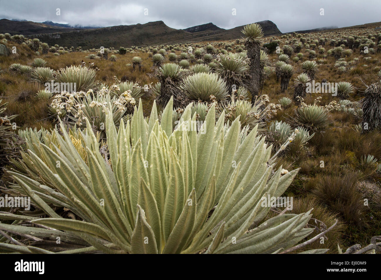 Amérique du Sud, Amérique latine, Colombie, nature, parc national, Sumapaz, plantes, végétation, Banque D'Images