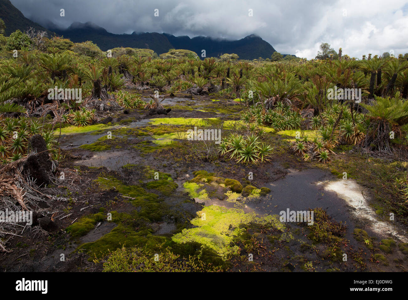 Amérique du Sud, Amérique latine, Colombie, fleur, fleurs, nature, parc national, Purace, végétation, paysage, paysage, Banque D'Images