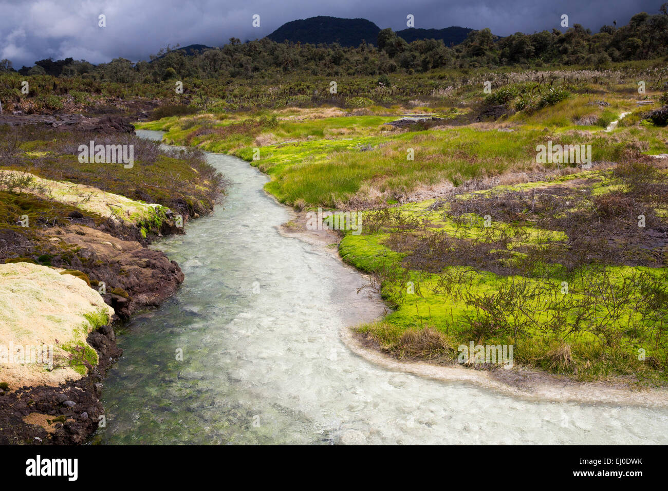 Amérique du Sud, Amérique latine, Colombie, fleur, fleurs, nature, Purace, parc national, paysage, paysage, Banque D'Images