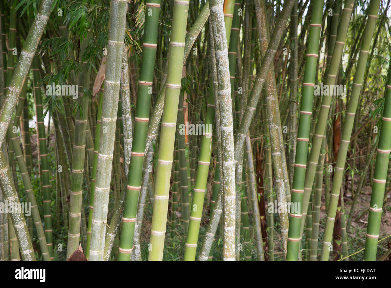 Amérique du Sud, Amérique latine, Colombie, bambou, bambou, plantes, Cannes Banque D'Images