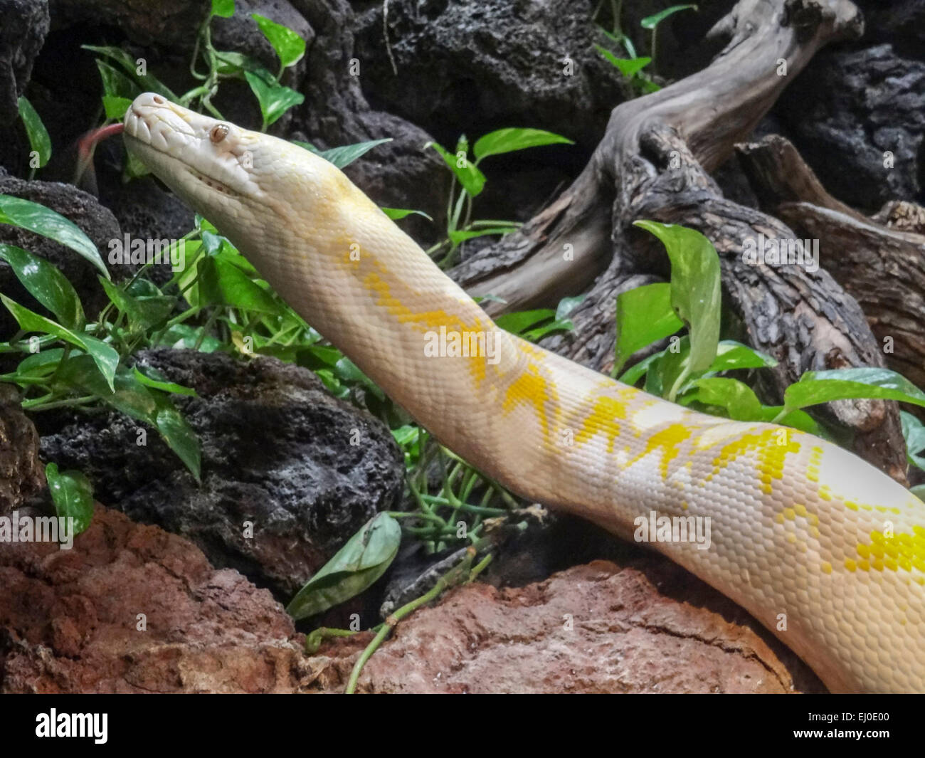 Albino, carnivores, à l'étroit, Zoo de Dallas, non venimeux, Python reticulatus, Reptile, Python réticulé, en Asie du sud-est, Squa Banque D'Images