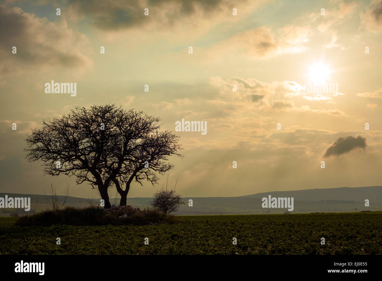 Deux arbres Silhouette sur un champ vert au coucher du soleil. Murge - Pouilles, Italie du Sud. Banque D'Images