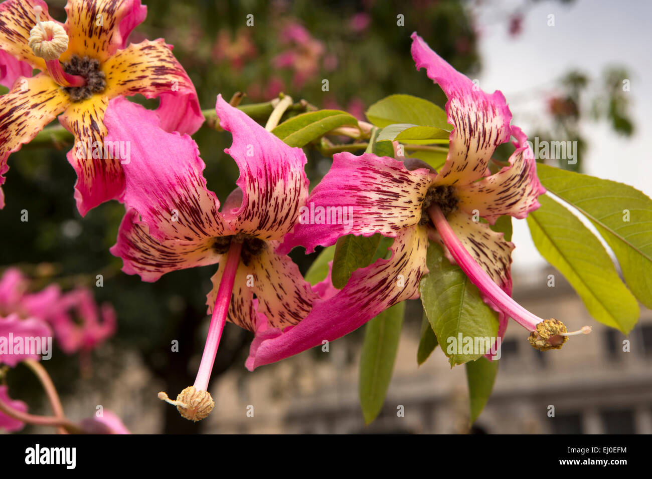 L'ARGENTINE, Buenos Aires, Retiro, la Plaza Fuerza Aérea Argentine, varié et rose de soie jaune Arbre en fleur Banque D'Images