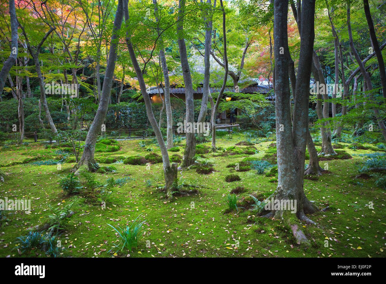 Gio-ji, Japon, Asie, Kyoto, paysage, Temple, de arashiyama, automne, jardin, vert, momiji, Moss, aucun peuple, touristique, voyage Banque D'Images