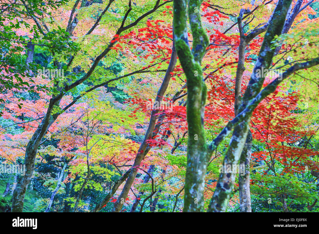 Ginkaku-ji, Japon, Asie, Kansai, Kyoto, Japonais, Paysage, colorée, automne, momiji, aucun peuple, touristique, voyage, arbre Banque D'Images