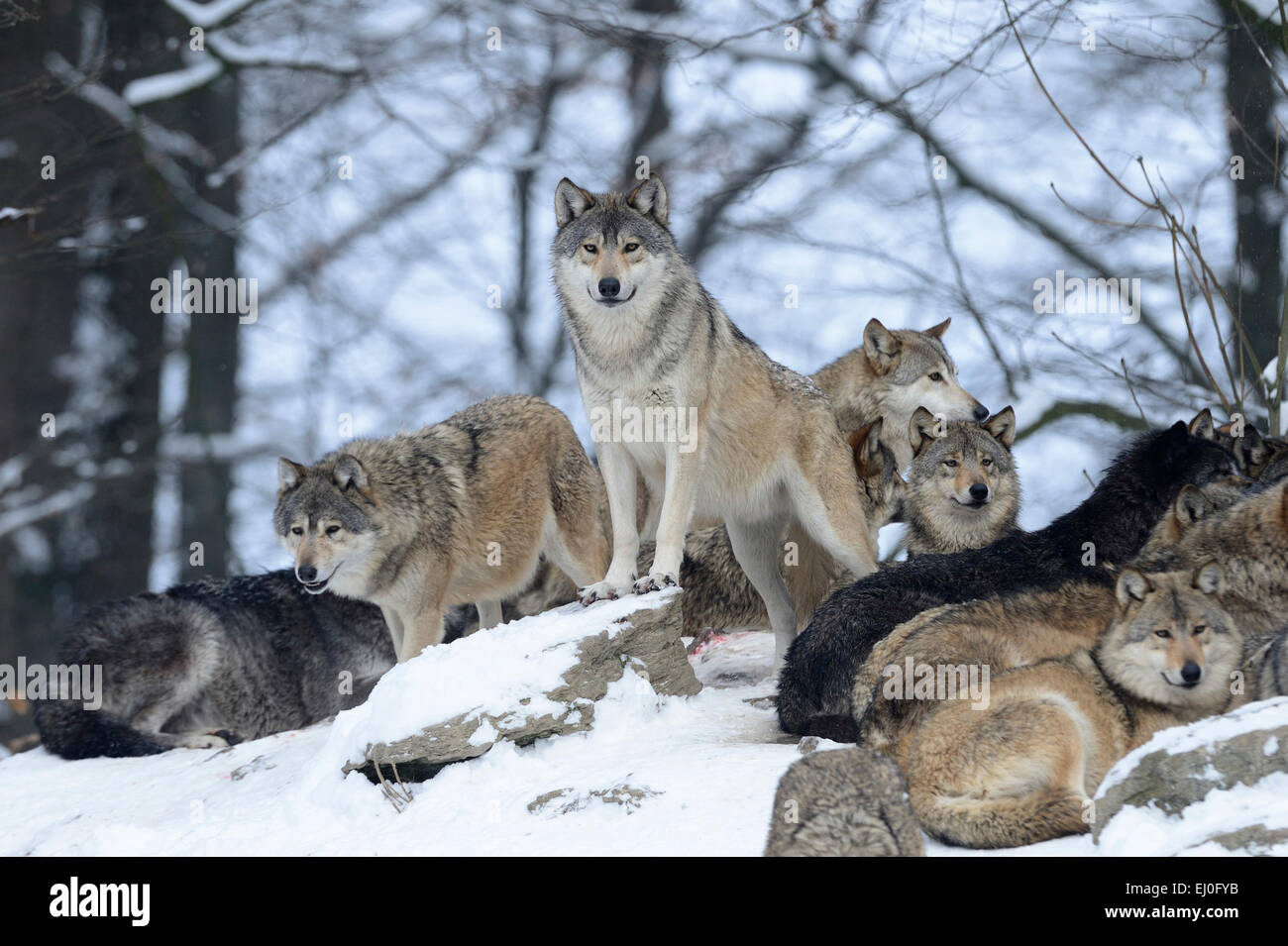 Le loup, animal, prédateur, les loups, les prédateurs, le loup gris, les canidés, Canis lupus lycaon, Allemagne, Europe, Banque D'Images