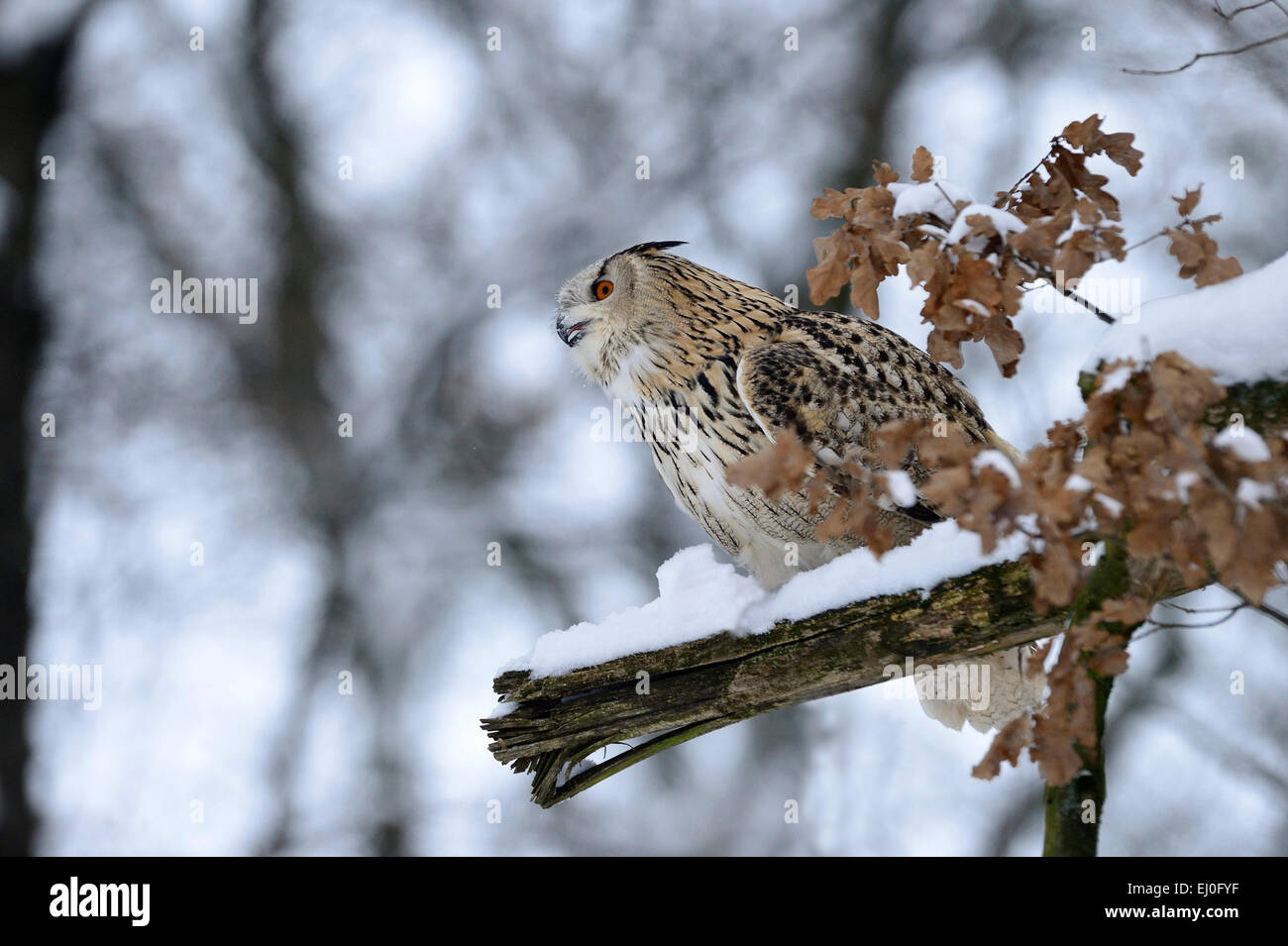 Eagle d'Amérique, Bubo bubo, hibou, hiboux, griffin, griffons, nuit griffons, oiseau de proie, les oiseaux de proie, les oiseaux, les oiseaux, nuit, accipitrids Banque D'Images