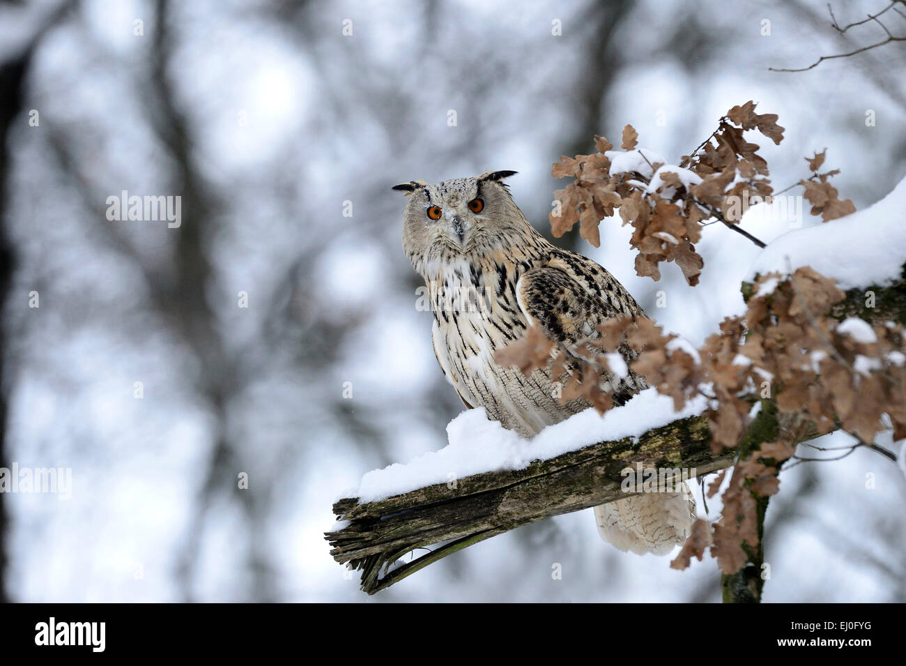Eagle d'Amérique, Bubo bubo, hibou, hiboux, griffin, griffons, nuit griffons, oiseau de proie, les oiseaux de proie, les oiseaux, les oiseaux, nuit, accipitrids Banque D'Images