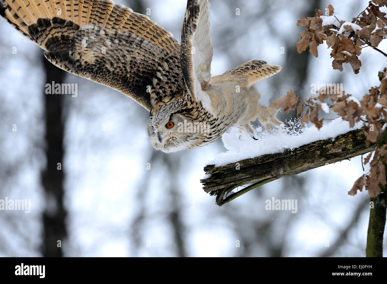 Eagle d'Amérique, Bubo bubo, hibou, hiboux, griffin, griffons, nuit griffons, oiseau de proie, les oiseaux de proie, les oiseaux, les oiseaux, nuit, accipitrids Banque D'Images