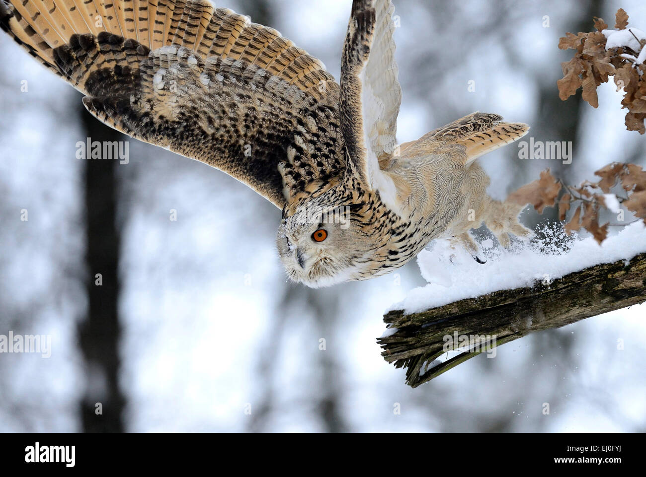 Eagle d'Amérique, Bubo bubo, hibou, hiboux, griffin, griffons, nuit griffons, oiseau de proie, les oiseaux de proie, les oiseaux, les oiseaux, nuit, accipitrids Banque D'Images