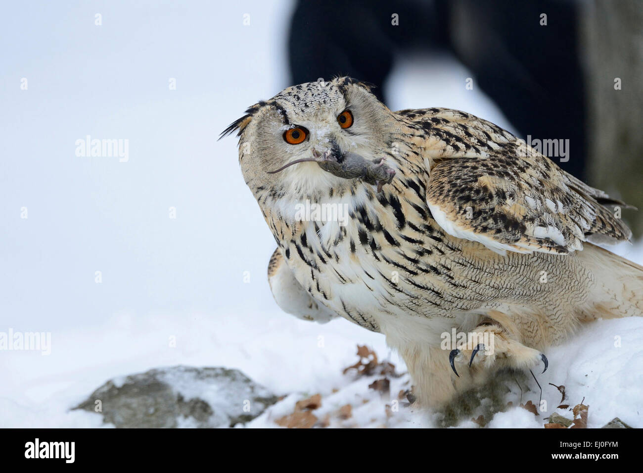 Eagle d'Amérique, Bubo bubo, hibou, hiboux, griffin, griffons, nuit griffons, oiseau de proie, les oiseaux de proie, les oiseaux, les oiseaux, nuit, accipitrids Banque D'Images