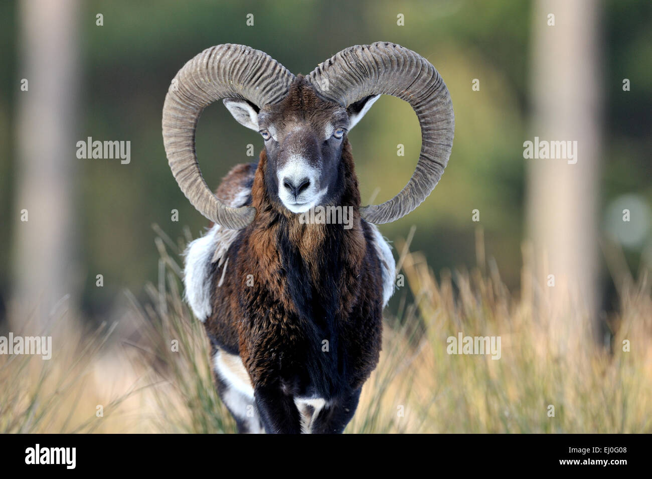 , Muofflon Muofflons, mountain sheep, Ovis ammon musimon, manteau d'hiver, de moutons, de moutons sauvages, des cornes, une ornière, animaux, animaux sauvages, winte Banque D'Images