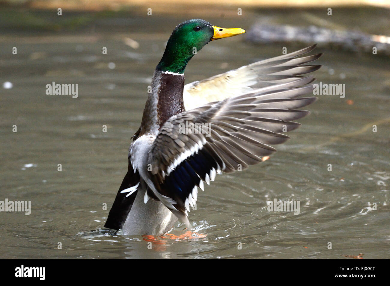 Duck, canard colvert, canard sauvage, canard plongeur, canards, oiseaux aquatiques, oiseaux d'eau, Anas platyrhynchos, oiseau, Oiseaux, canards sauvages, des canards colverts, des duc Banque D'Images