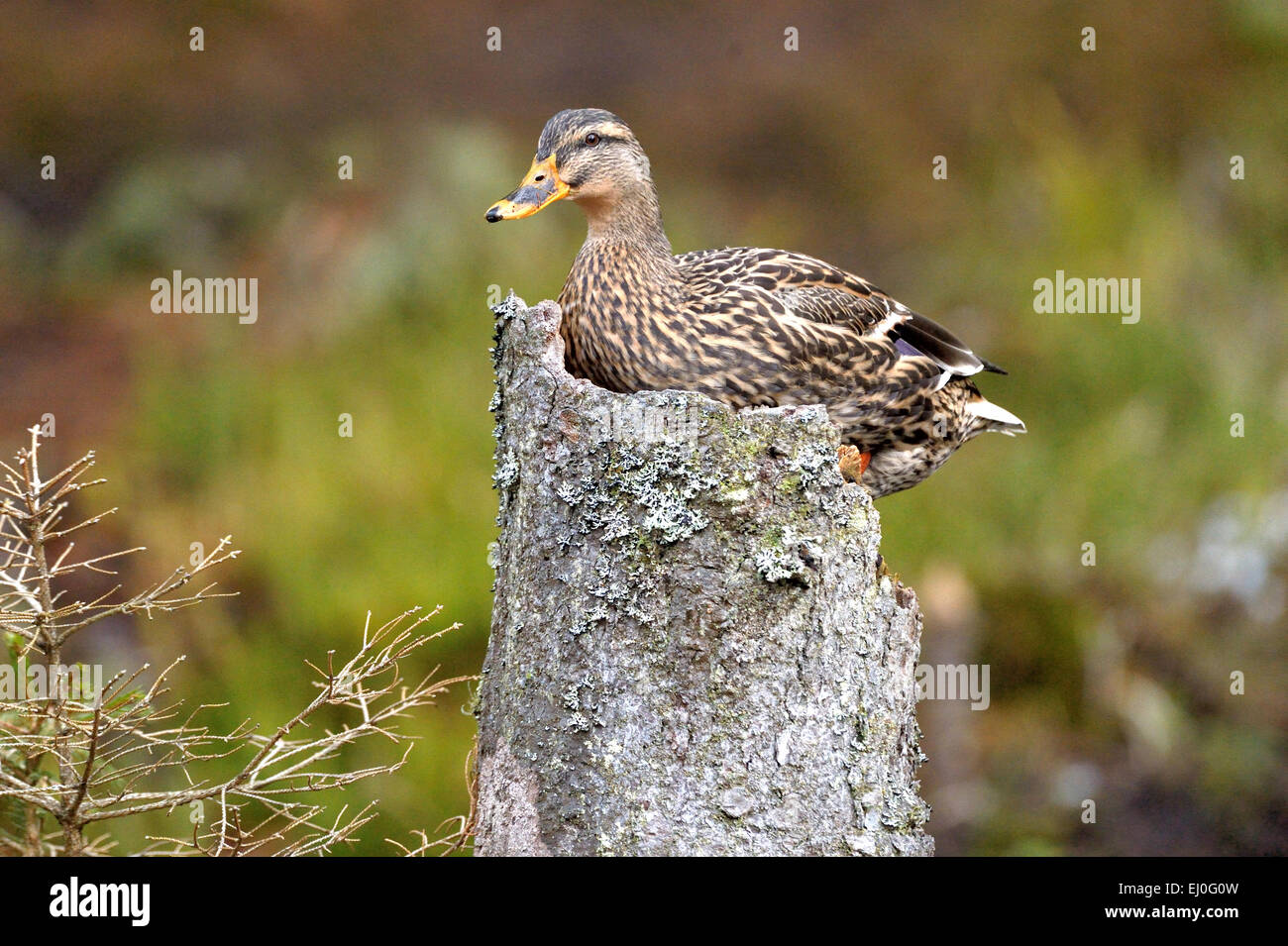 Duck, canard colvert, canard sauvage, canard plongeur, canards, oiseaux aquatiques, oiseaux d'eau, Anas platyrhynchos, oiseau, Oiseaux, canards sauvages, des canards colverts, des duc Banque D'Images