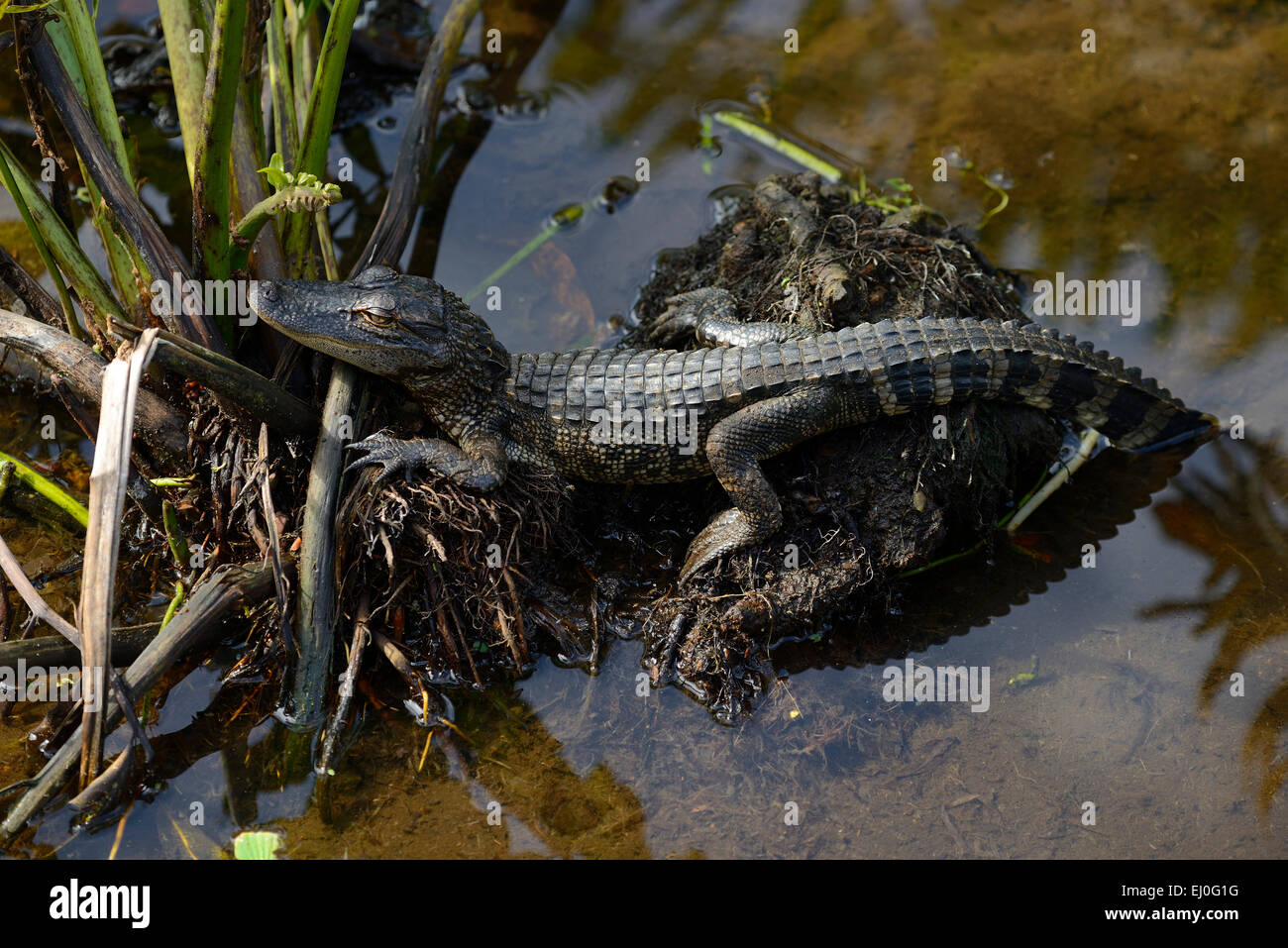 USA, Floride, Palm Beach County, Delray Beach, Wakodahatchee Wetlands,,, les jeunes Alligatoridae alligator Banque D'Images