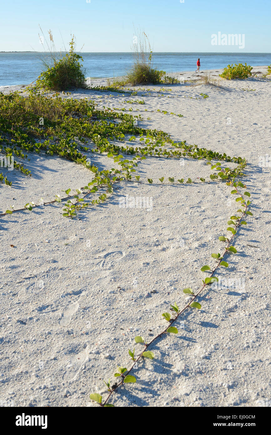 USA, Floride, Charlotte et Lee County, Gasparilla island, woman walking on beach Banque D'Images