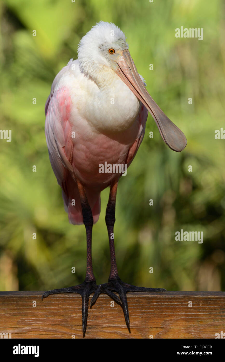 USA, Floride, Citrus Comté, Homosassa Springs, faune, State Park, Roseate Spoonbill - Ajaia ajaja Banque D'Images USA, Floride, Citrus Comté, Homosassa Springs, faune, State Park, Roseate Spoonbill - Ajaia ajaja Banque D'Images