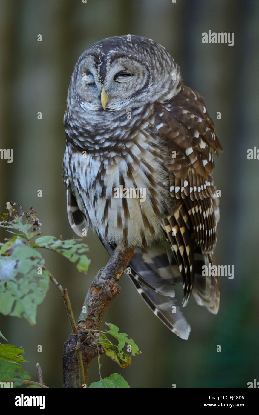 USA, Floride, Citrus Comté, Homosassa Springs, parc d'état de la faune,, OWL, Banque D'Images USA, Floride, Citrus Comté, Homosassa Springs, parc d'état de la faune,, OWL, Banque D'Images