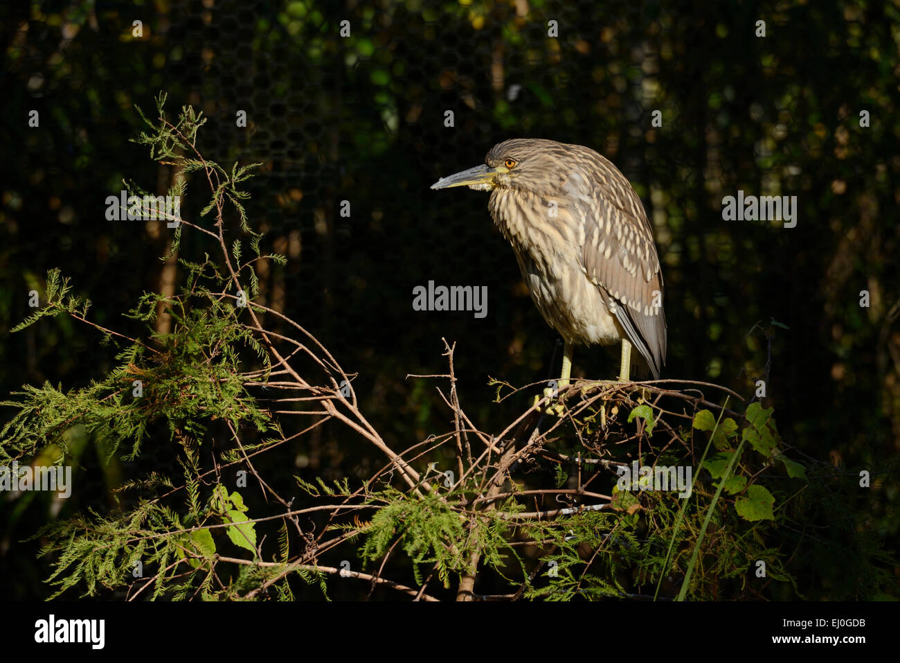 USA, Floride, Citrus Comté, Homosassa Springs, parc d'état de la faune, Banque D'Images USA, Floride, Citrus Comté, Homosassa Springs, parc d'état de la faune, Banque D'Images