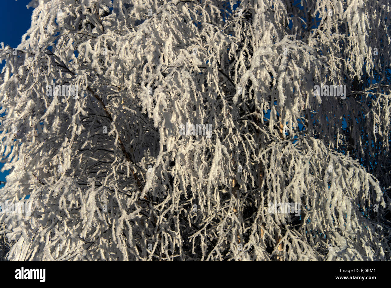 Arbres, couverts de neige, neige, givre, hiver, Alaska, USA, United States, Amérique, Banque D'Images