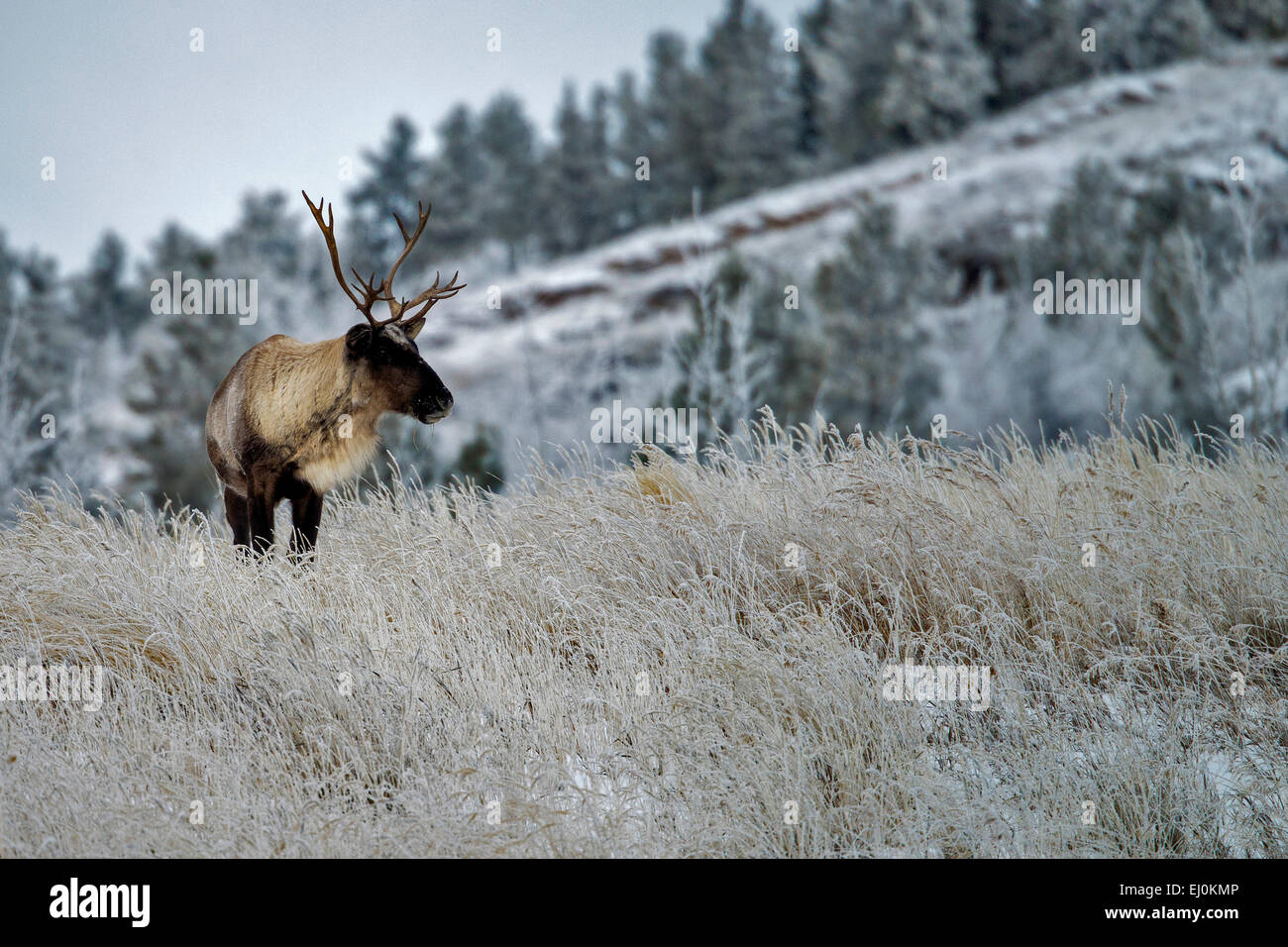 Bois de caribou, Rangifer tarandus, caribou, Yukon, Canada, de la faune, de préserver, d'animaux, l'hiver Banque D'Images Bois de caribou, Rangifer tarandus, caribou, Yukon, Canada, de la faune, de préserver, d'animaux, l'hiver Banque D'Images