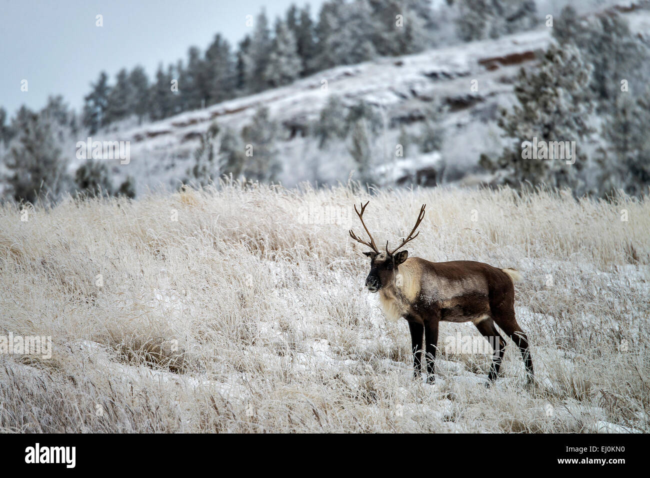 Bois de caribou, Rangifer tarandus, caribou, Yukon, Canada, de la faune, de préserver, d'animaux, l'hiver Banque D'Images