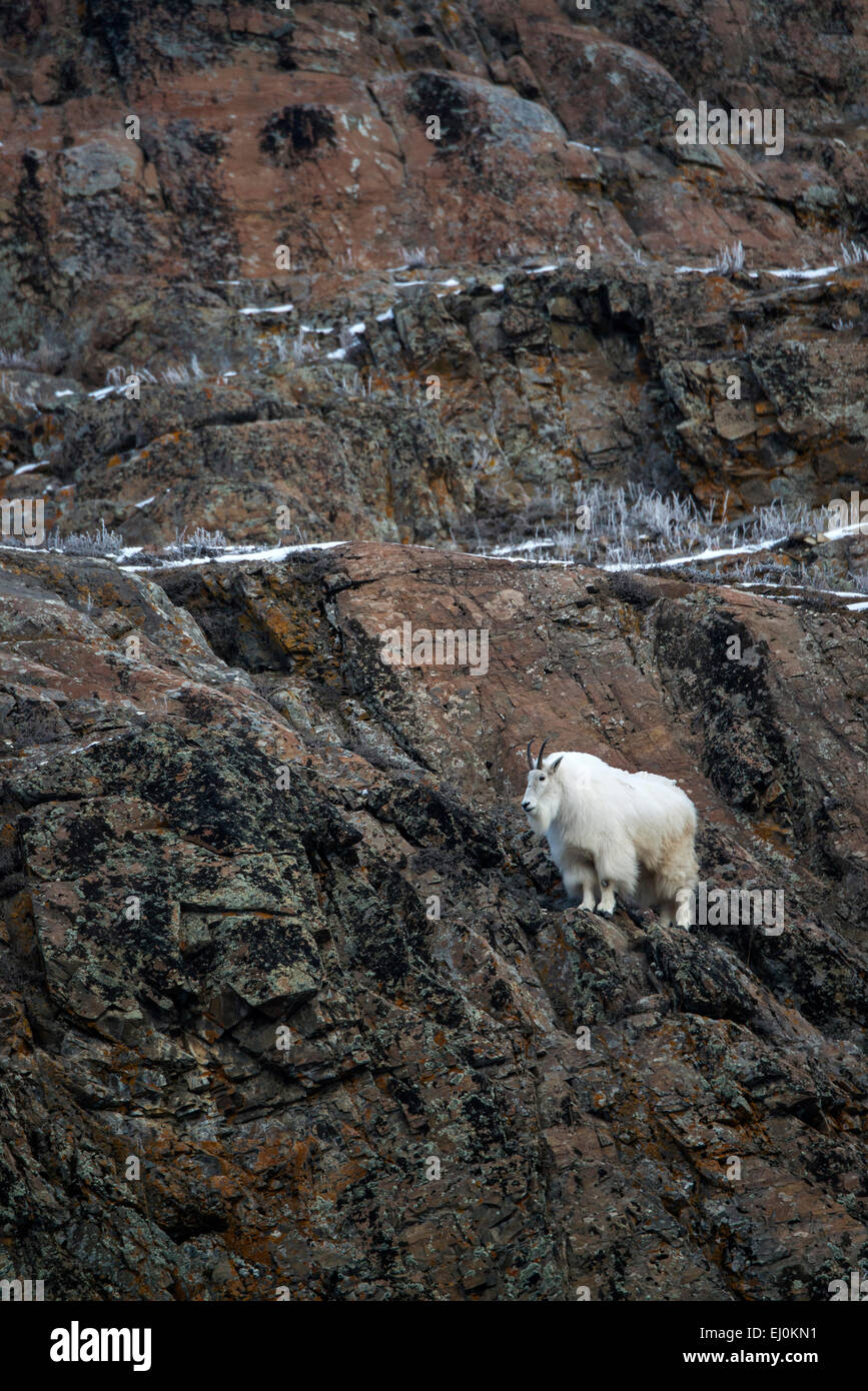 La chèvre de montagne Oreamnos americanus, blanc,, animal, Yukon, Canada Banque D'Images