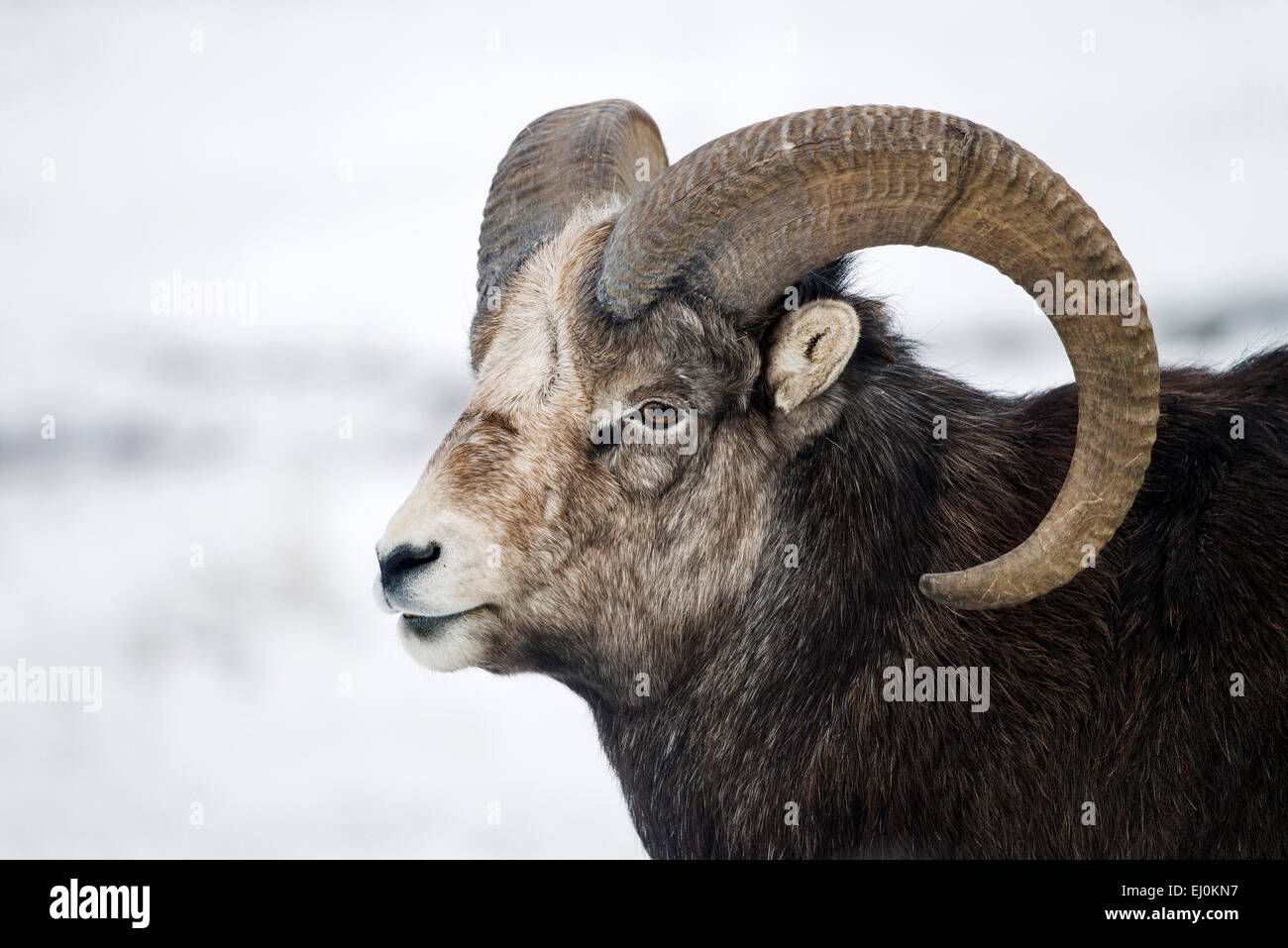 Moutons en pierre, du Yukon, de la faune, de préserver, au Canada, Ovis dalli stonei, blanc, l'animal, l'hiver, cornes Banque D'Images Moutons en pierre, du Yukon, de la faune, de préserver, au Canada, Ovis dalli stonei, blanc, l'animal, l'hiver, cornes Banque D'Images