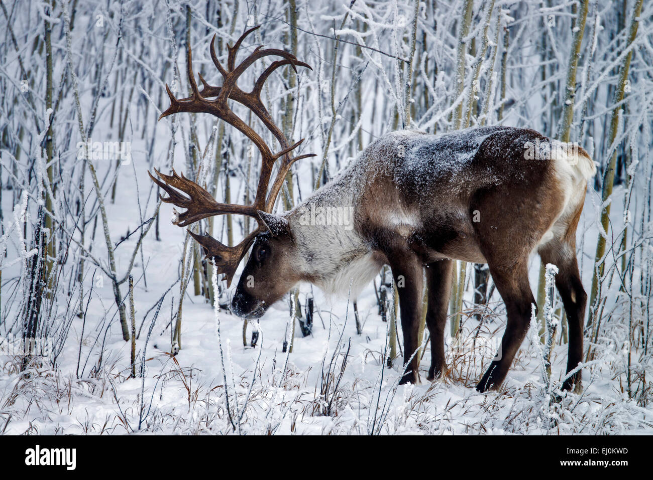Bois de caribou, Rangifer tarandus, caribou, Yukon, Canada, de la faune, de préserver, d'animaux, l'hiver Banque D'Images Bois de caribou, Rangifer tarandus, caribou, Yukon, Canada, de la faune, de préserver, d'animaux, l'hiver Banque D'Images