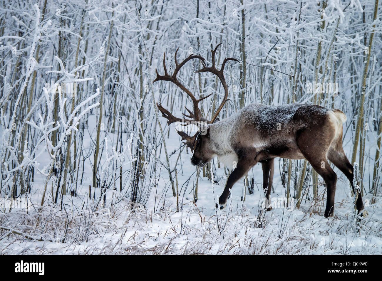 Bois de caribou, Rangifer tarandus, caribou, Yukon, Canada, de la faune, de préserver, d'animaux, l'hiver Banque D'Images Bois de caribou, Rangifer tarandus, caribou, Yukon, Canada, de la faune, de préserver, d'animaux, l'hiver Banque D'Images