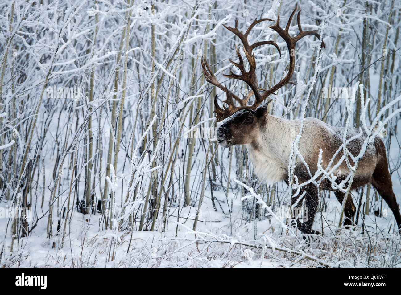Bois de caribou, Rangifer tarandus, caribou, Yukon, Canada, de la faune, de préserver, d'animaux, l'hiver Banque D'Images Bois de caribou, Rangifer tarandus, caribou, Yukon, Canada, de la faune, de préserver, d'animaux, l'hiver Banque D'Images