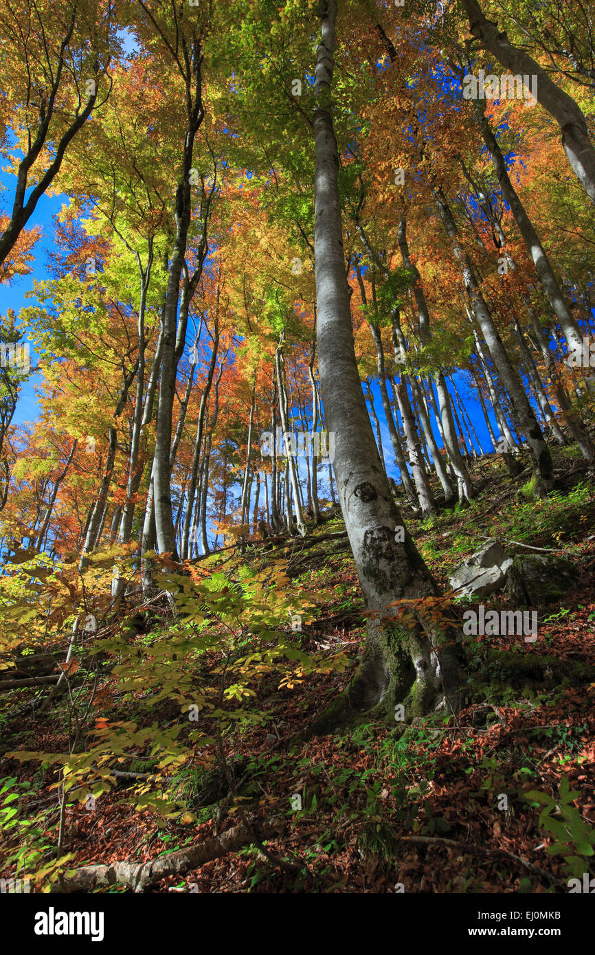 Arbre, tronc, feuilles, feuilles, bois, forêt de hêtres, arbres, automne, ciel, arbre, feuillage, le feuillage des arbres à larges feuilles, forêt de feuillus Banque D'Images