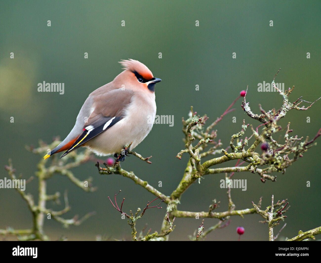 Jaseur boréal (Bombycilla garrulus) sur un buisson d'aubépine Banque D'Images