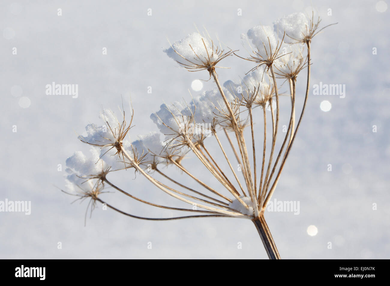 Détail, la glace, le givre fleurs, cerfeuil, froid, macro, pattern, close-up, les plantes, la neige, la Suisse, l'Europe, la végétation, l'hiver, abstra Banque D'Images