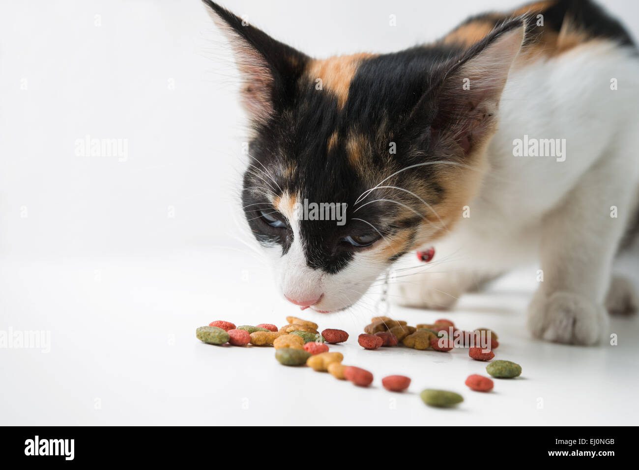 Manger des aliments secs pour chats Banque D'Images