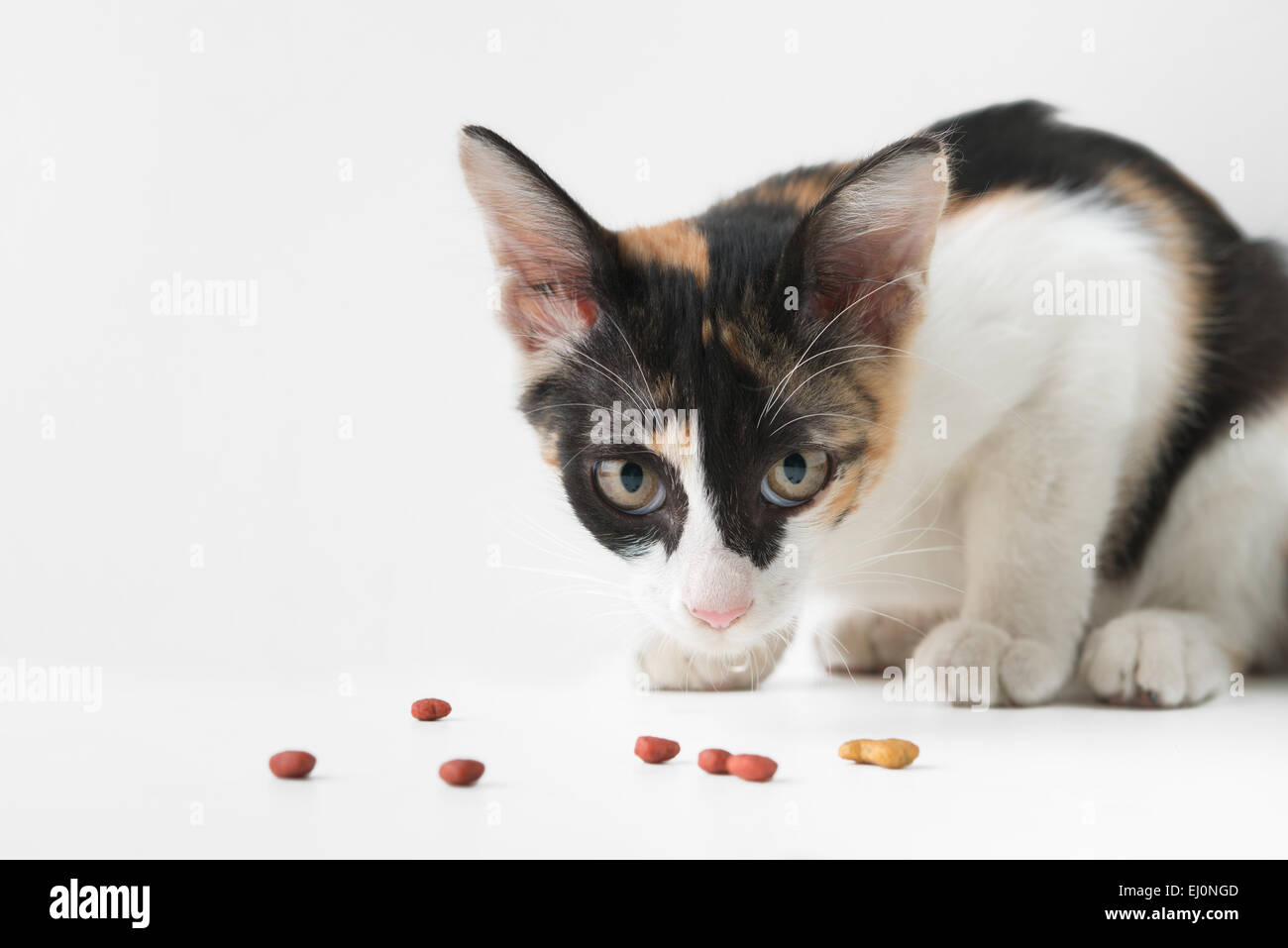 Manger des aliments secs pour chats Banque D'Images