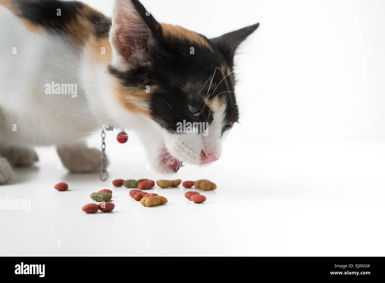 Manger des aliments secs pour chats Banque D'Images
