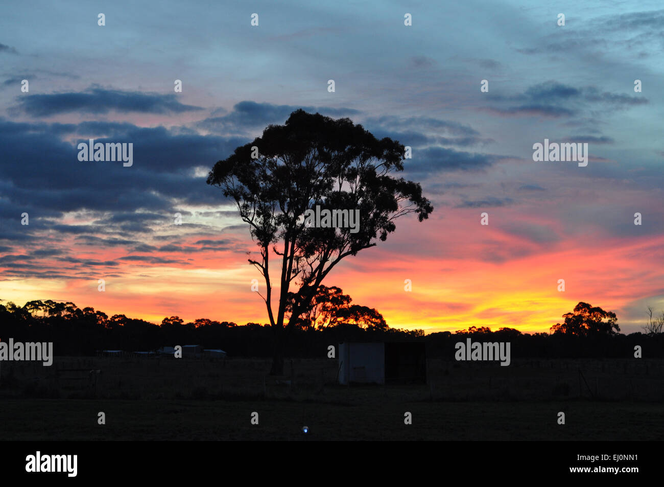 Silhouette d'arbre d'eucalyptus contre le coucher du soleil de couleur vive dans les régions rurales de l'Australie. Banque D'Images