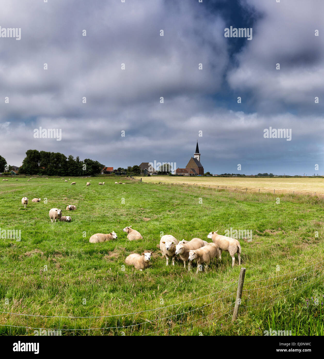 Pays-bas, la Hollande, l'Europe, Den Hoorn, Noord-Holland, Texel, paysage, champ, prairie, l'été, les nuages, le pâturage, les moutons, Banque D'Images