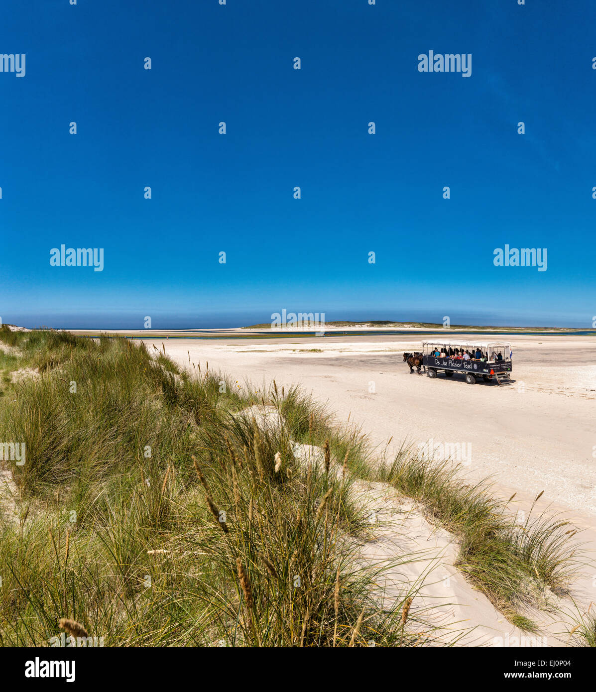 Pays-bas, la Hollande, l'Europe, De Cocksdorp, phare, Texel, Noord-Holland, paysage, champ, prairie, l'été, la plage, la mer, les dunes Banque D'Images