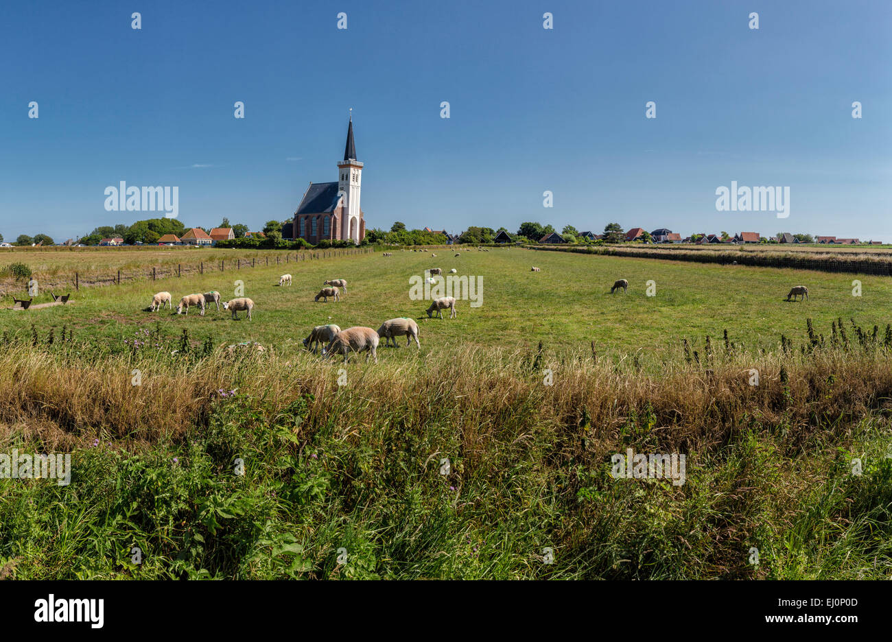Pays-bas, la Hollande, l'Europe, Den Hoorn, Noord-Holland, Texel, paysage, champ, prairie, l'été, l'église, les moutons Banque D'Images