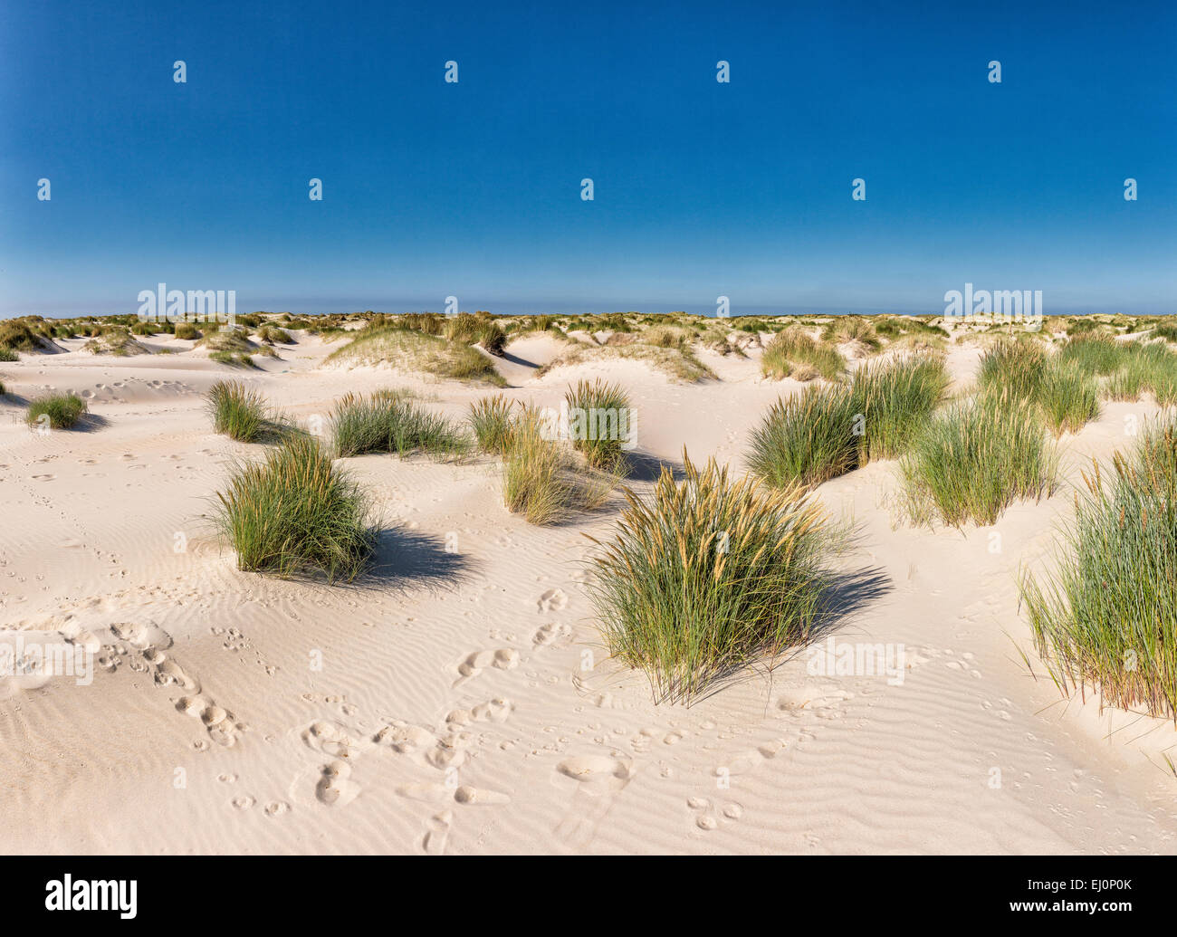 Pays-bas, la Hollande, l'Europe, Den Hoorn, Noord-Holland, Texel, paysage, été, plage, sable, zone naturelle, la Hors, Banque D'Images